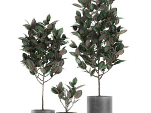 ficus tree in pots for the interior 608 3Dモデル