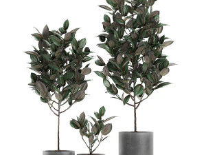 ficus tree in pots for the interior 608 3D Model