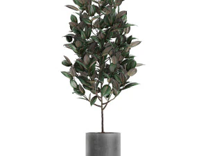 ficus tree in pots for the interior 608 3D Model