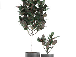 ficus tree in pots for the interior 608 3Dモデル