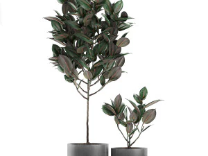 ficus tree in pots for the interior 608 3D Model