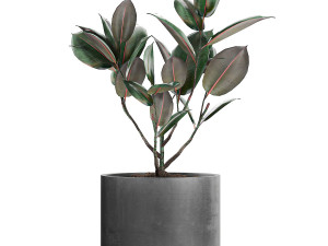 ficus tree in pots for the interior 608 3Dモデル