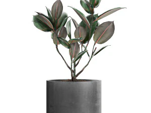 ficus tree in pots for the interior 608 3D Model