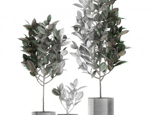 ficus tree in pots for the interior 608 3Dモデル