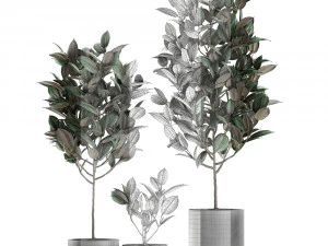 ficus tree in pots for the interior 608 3D Model