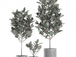 ficus tree in pots for the interior 608 3D Model