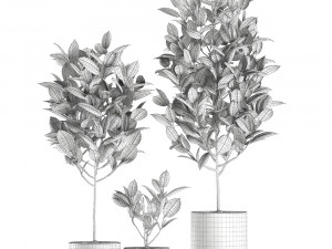ficus tree in pots for the interior 608 3Dモデル