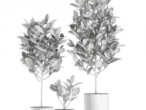 ficus tree in pots for the interior 608 3D Model