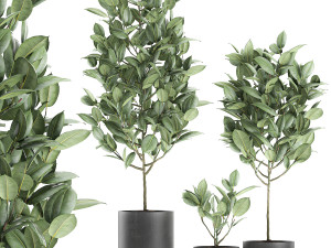 ficus tree in pots for the interior 609 3D Model