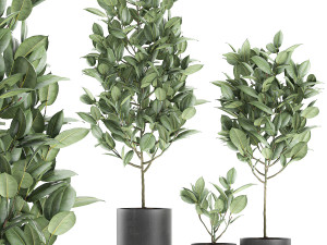 ficus tree in pots for the interior 609 Modèle 3D