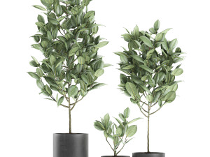 ficus tree in pots for the interior 609 3D 模型