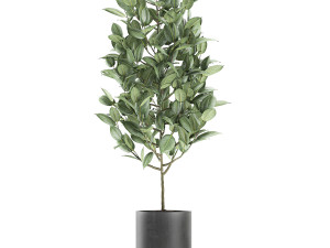 ficus tree in pots for the interior 609 3D 模型