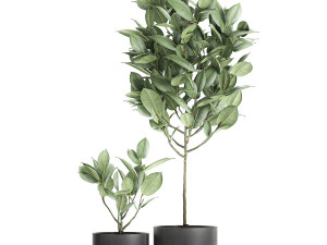 ficus tree in pots for the interior 609 3D 模型