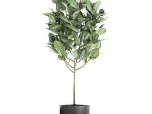 ficus tree in pots for the interior 609 3D 模型