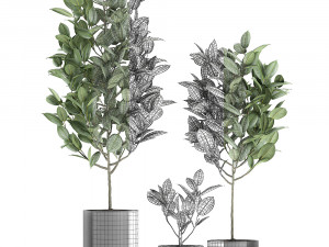 ficus tree in pots for the interior 609 3D 模型