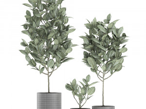 ficus tree in pots for the interior 609 3D 模型