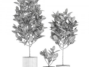 ficus tree in pots for the interior 609 3D 模型