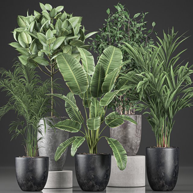 decorative plants for the interior in flowerpots 610 Modello 3D .c4d .max .obj .3ds .fbx .stl .blend 