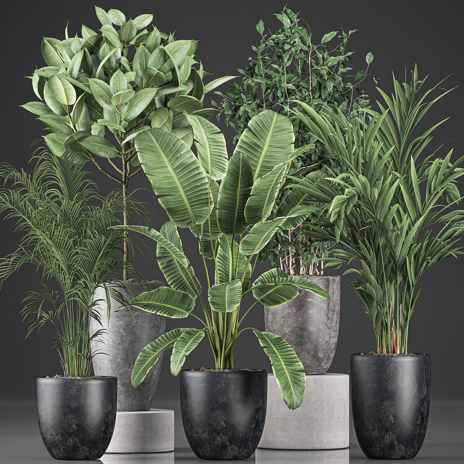 decorative plants for the interior in flowerpots 610 3D Model .c4d .max .obj .3ds .fbx .stl .blend 