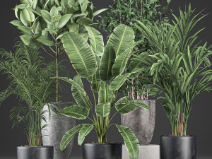 decorative plants for the interior in flowerpots 610 Modèle 3D