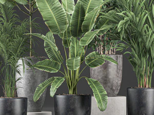 decorative plants for the interior in flowerpots 610 3D Model