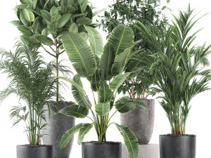 decorative plants for the interior in flowerpots 610 3D Model