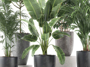 decorative plants for the interior in flowerpots 610 3D Model