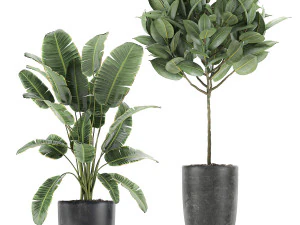 decorative plants for the interior in flowerpots 610 3D Model