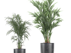 decorative plants for the interior in flowerpots 610 3D Model