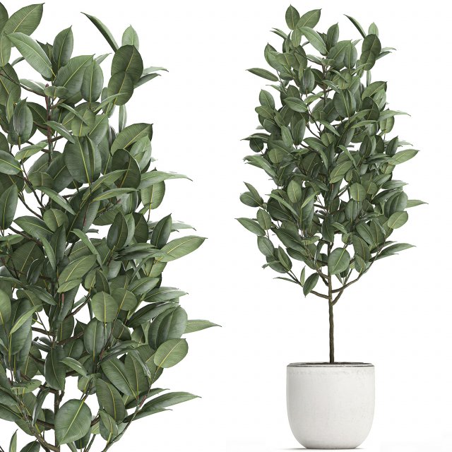 ficus tree in pots for the interior 611 Model 3D .c4d .max .obj .3ds .fbx .stl .blend 