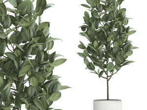 ficus tree in pots for the interior 611 Modelo 3D