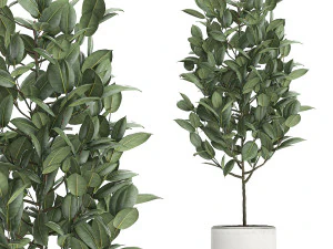 ficus tree in pots for the interior 611 3D Model