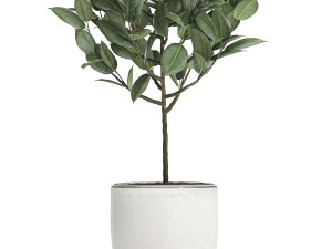 ficus tree in pots for the interior 611 Model 3D