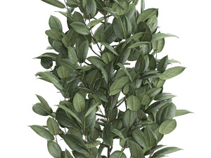 ficus tree in pots for the interior 611 Model 3D