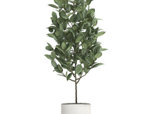 ficus tree in pots for the interior 611 Model 3D