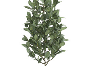 ficus tree in pots for the interior 611 Model 3D