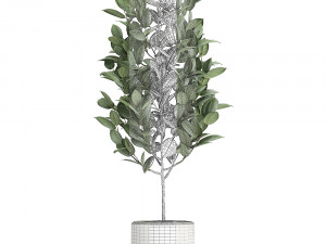 ficus tree in pots for the interior 611 Model 3D
