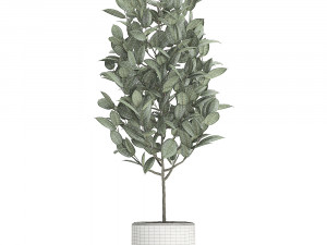 ficus tree in pots for the interior 611 Model 3D