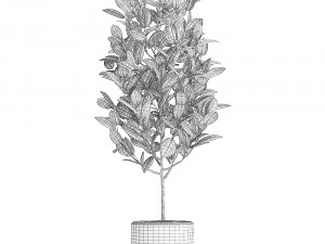 ficus tree in pots for the interior 611 Model 3D