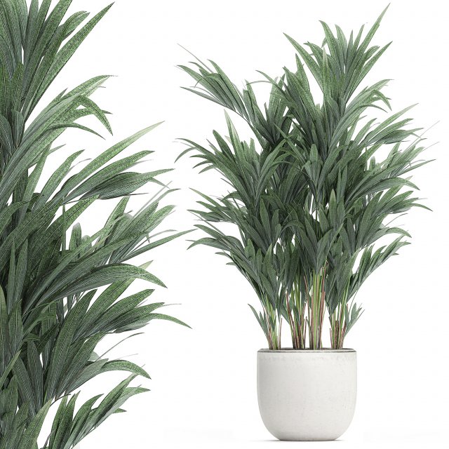 decorative palm in a white flowerpot 612 3D मॉडल .c4d .max .obj .3ds .fbx .stl .blend 