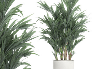 decorative palm in a white flowerpot 612 3D Model