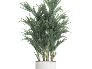 decorative palm in a white flowerpot 612 3D मॉडल