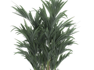 decorative palm in a white flowerpot 612 3D मॉडल