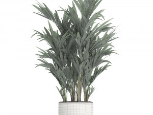 decorative palm in a white flowerpot 612 3D मॉडल