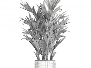 decorative palm in a white flowerpot 612 3D मॉडल