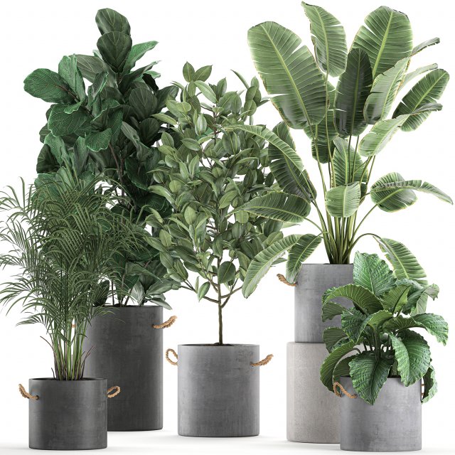 decorative plants for the interior in flowerpots 613 3Dモデル .c4d .max .obj .3ds .fbx .stl .blend 