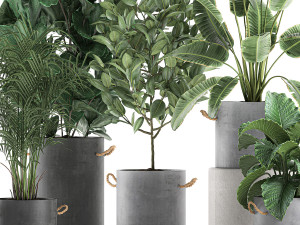 decorative plants for the interior in flowerpots 613 3Dモデル