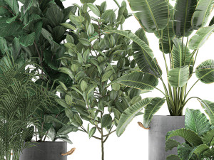 decorative plants for the interior in flowerpots 613 3Dモデル