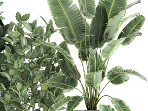 decorative plants for the interior in flowerpots 613 3Dモデル