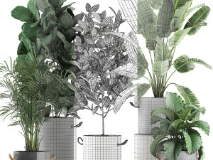 decorative plants for the interior in flowerpots 613 3Dモデル